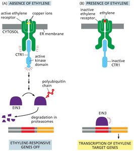 The ethylene signaling pathway