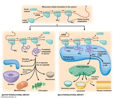 Posttranslational and cotranslational import pathways