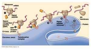 Diagram of cotranslational import into the ER