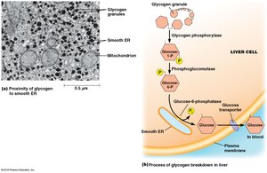 Smooth ER and glycogen breakdown in liver cells