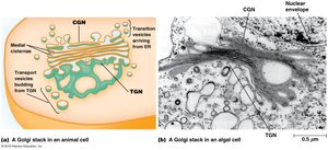 Structure of the Golgi stack and its faces