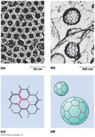Clathrin lattice assembly into vesicle coats