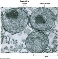 Electron micrograph of peroxisomes
