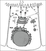 Diagram of polarized secretion in epithelial cells