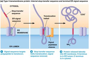 Type I transmembrane protein insertion via stop-transfer sequence
