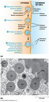 The process of exocytosis