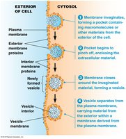 Endocytosis process