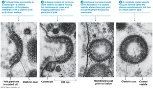 Electron micrographs of clathrin-coated vesicle formation
