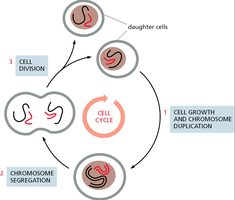 Diagram of the cell cycle showing cell growth, chromosome duplication, segregation, and division