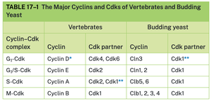 Table of major cyclins and Cdks in vertebrates and yeast