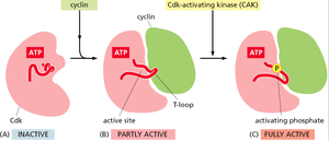 Mechanism of Cdk activation by cyclin binding and phosphorylation