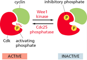 Cdk inactivation by phosphorylation and reactivation by phosphatase