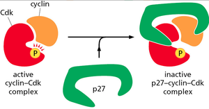 Cdk inactivation by CKI protein p27