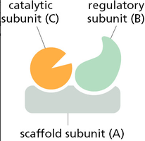 Regulation of PP2A-B55 by Greatwall kinase and its effect on mitosis