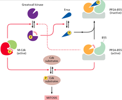 Positive feedback loops in M-Cdk activation