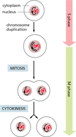 Diagram showing S phase (chromosome duplication), M phase (mitosis and cytokinesis)