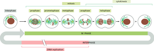Diagram of mitosis stages and cytokinesis within the cell cycle
