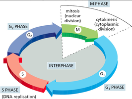 Pie chart of the cell cycle phases: G1, S, G2, and M