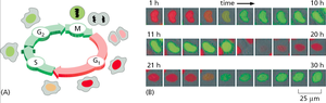 Live cell imaging of cell cycle phases with fluorescent markers
