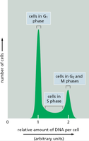 Histogram of DNA content per cell showing G1, S, and G2/M phases