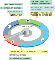 Diagram of cell cycle checkpoints and transitions