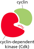 Cyclin and cyclin-dependent kinase (Cdk) complex