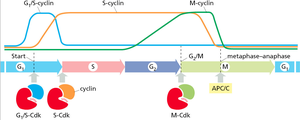 Graph of cyclin and Cdk activity during the cell cycle
