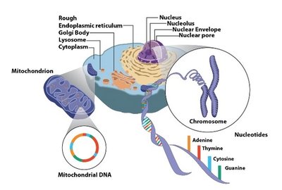Cell diagram showing nucleus, chromosomes, and mitochondrial DNA