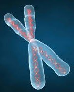 Metaphase chromosome