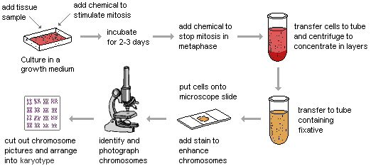 Karyotyping process flowchart