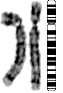 Chromosome 5: p and q arms