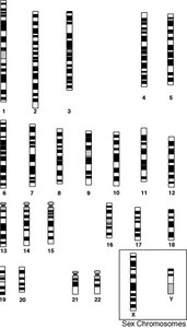 Human chromosomes: numbered and grouped
