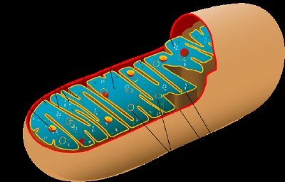 Mitochondrion structure