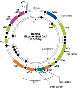 Human mitochondrial genome map