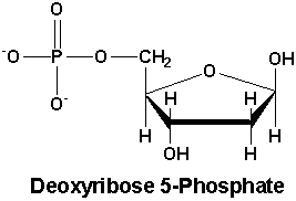 Deoxyribose 5-phosphate structure