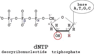dNTP structure