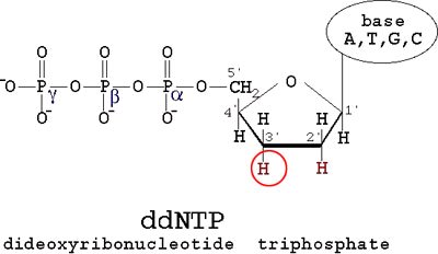 ddNTP structure