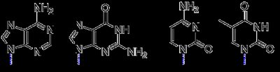 Structures of DNA bases: adenine, guanine, cytosine, thymine