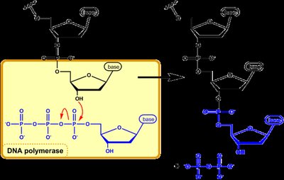 DNA polymerase catalyzed nucleotide addition