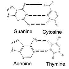 Base pairing: A-T and G-C hydrogen bonds