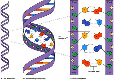 DNA double helix and base pairing diagram