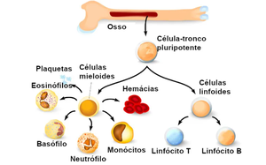 Simplified diagram of hematopoiesis from stem cells to blood cells