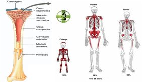 Diagram showing bone marrow distribution in children and adults