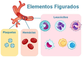 Diagram of blood cell types: platelets, erythrocytes, leukocytes