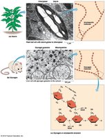 Structure of storage polysaccharides