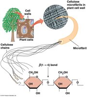 Cellulose microfibrils in plant cell walls
