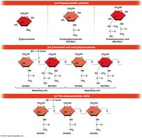 Chitin and bacterial polysaccharide structures