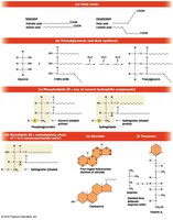 Fatty acid structure