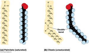 Cis and trans double bonds in fatty acids