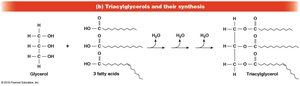 Triacylglycerol synthesis